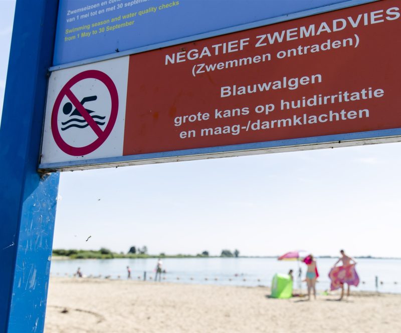 Blauwalg in zwemwater neemt snel toe: zo kunt u het vermijden