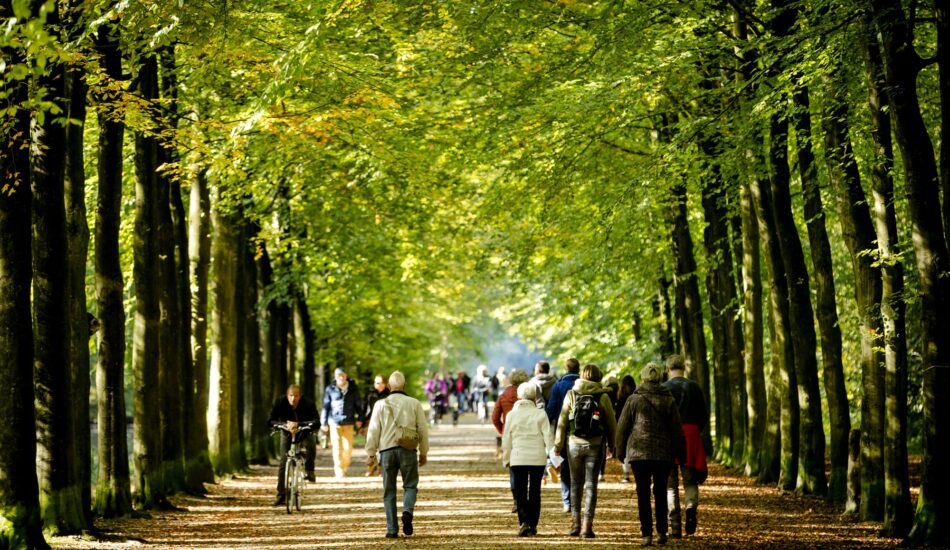 Wandelen in de bossen op wereldwandeldag