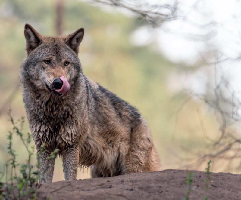 Wolven spotten? Doe het niet