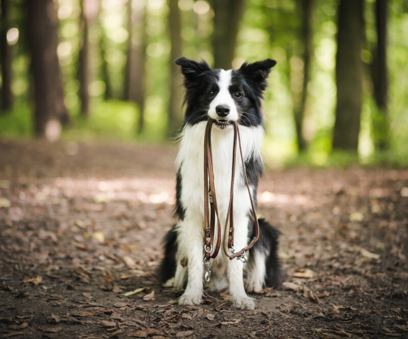 Lekker wandelen met je hond? Dit zijn leuke losloopgebieden