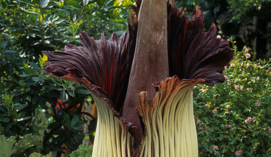 De Amorphophallus gigas in New York Botanical Garden.