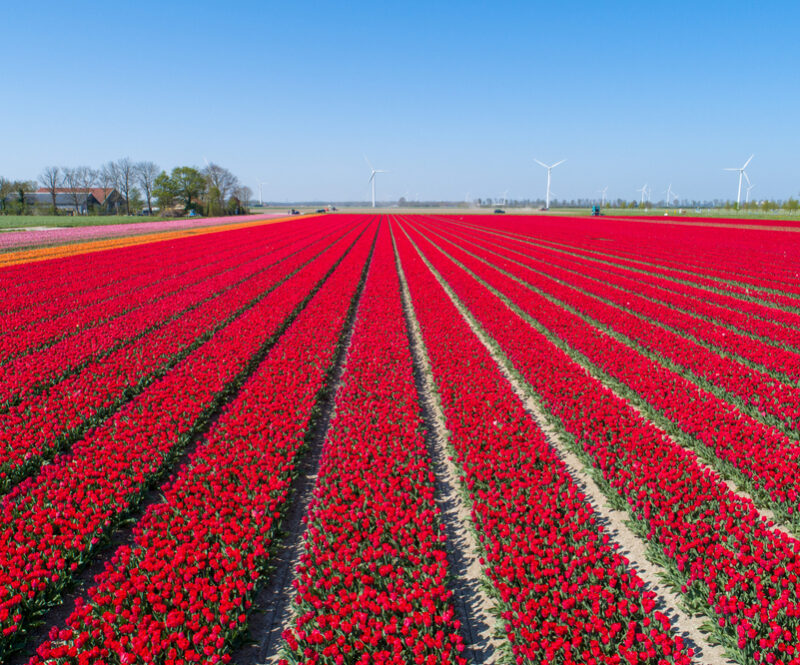 Bekijk eens in deze provincies de kleurrijke tulpenvelden