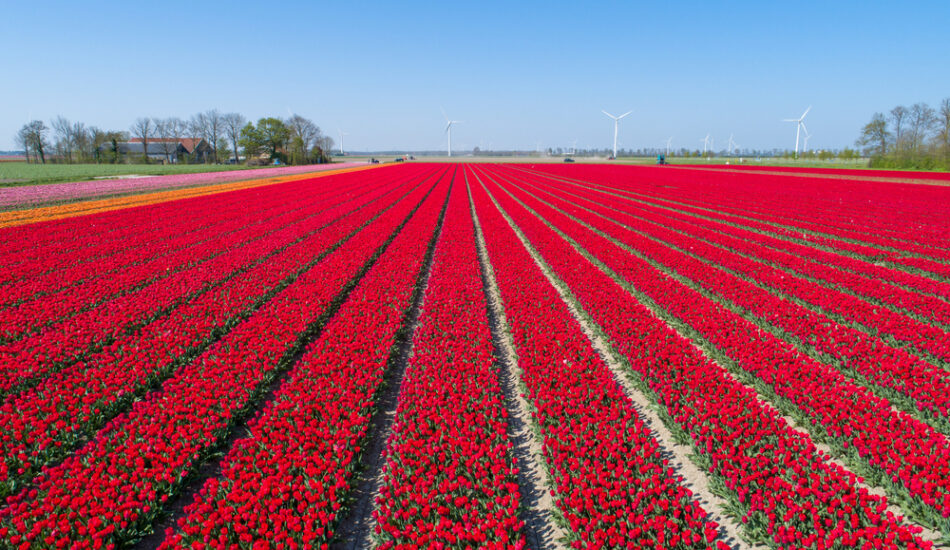 Een rood veld vol met tulpen.