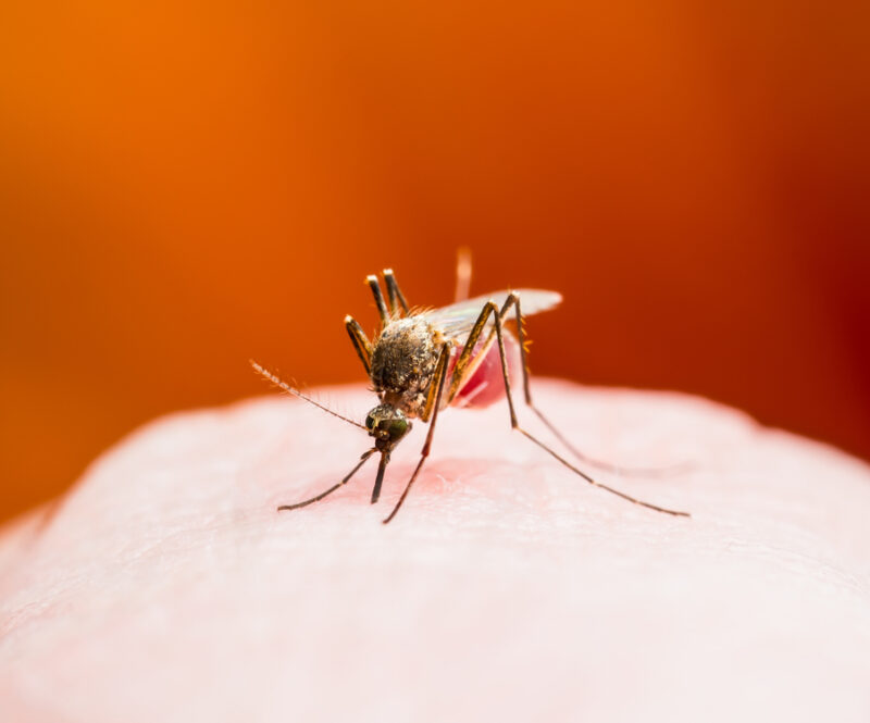 Ga je op vakantie naar een (sub)tropisch gebied? Je kunt je nu vaccineren tegen knokkelkoorts