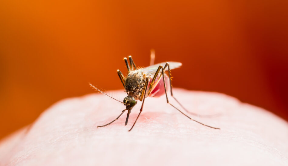 Een mug die dengue verspreidt via een muggenbeet.