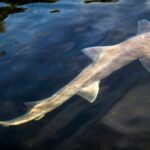 Gevlekte gladde haaien duiken op in Zeeland: hoe bijzonder is dat?