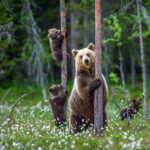 Dit zijn 10 van de gevaarlijkste dieren in Europa