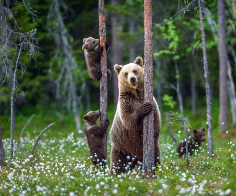 Dit zijn 10 van de gevaarlijkste dieren in Europa