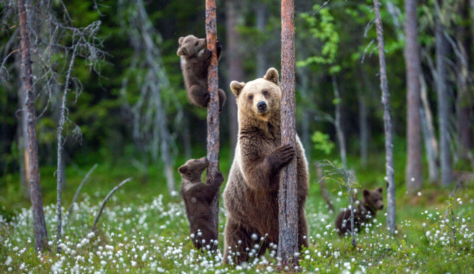 gevaarlijke dieren in Europa - Shutterstock