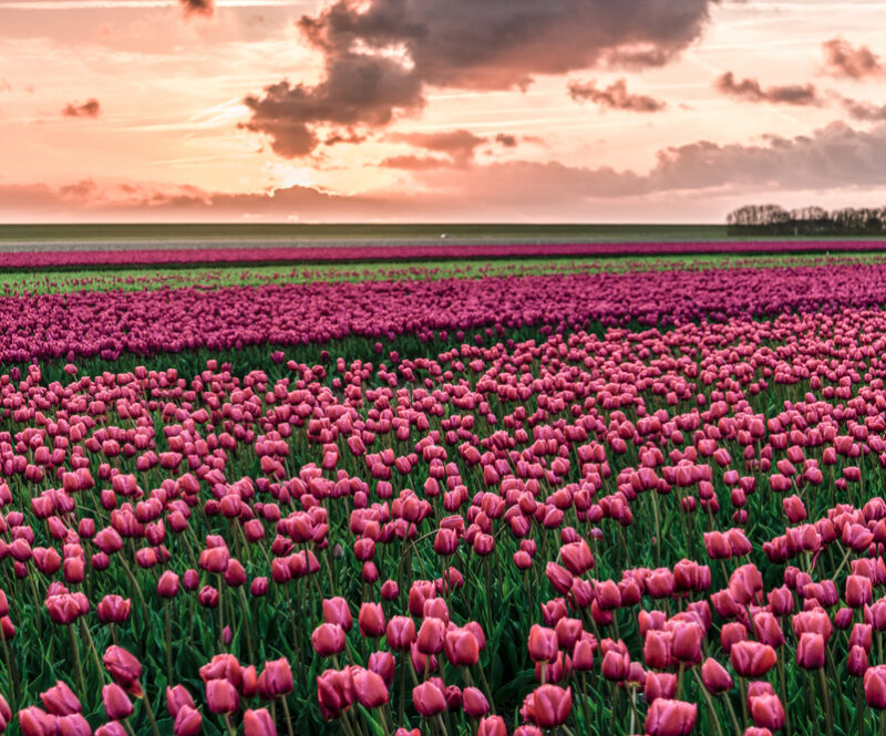 Tulpen dit jaar eerder in bloei: dit zijn de leukste tulpenroutes of plekken voor wandelaars, fietsers en automobilisten