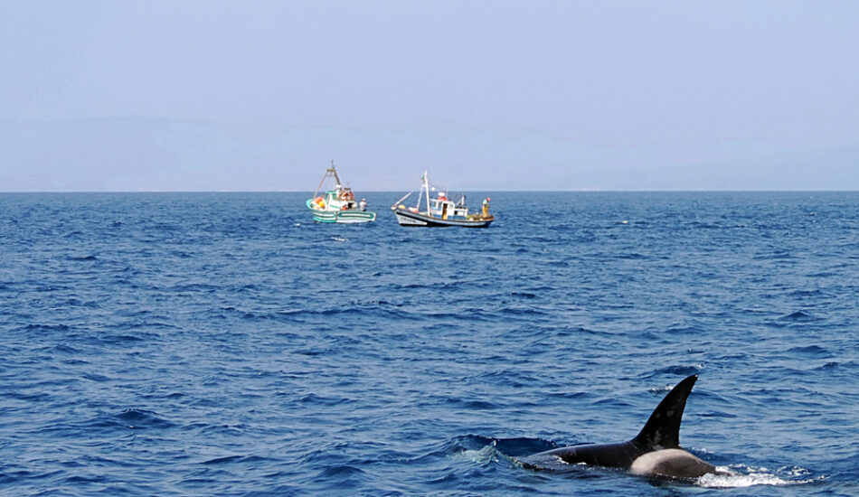 Een van de orka's zwemt nabij bootjes.